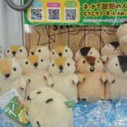 ヒメ日記 2025/07/25 20:45 投稿 戸田 まりあ RANUNCULUS(ラナンキュラス)