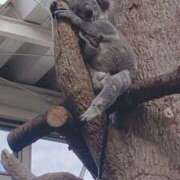 あお ありがとうございました！ 宮崎ちゃんこ都城店