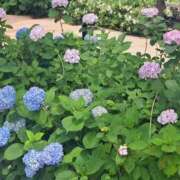 ヒメ日記 2025/07/09 10:03 投稿 折川詩音(おりかわしおん) 東京ヒストリー　秘密の約束