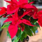 ヒメ日記 2024/12/15 16:39 投稿 堂本　祥子 プルプル人妻専門店