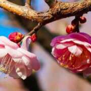 ヒメ日記 2025/01/21 12:05 投稿 堂本　祥子 プルプル人妻専門店