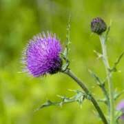 あざみ ご予約 サンキュー福岡店