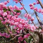 ヒメ日記 2025/03/15 12:27 投稿 進藤春乃 五十路マダム 博多店