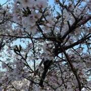 ヒメ日記 2025/04/06 12:37 投稿 進藤春乃 五十路マダム 博多店