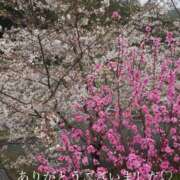 ヒメ日記 2025/04/06 14:47 投稿 進藤春乃 五十路マダム 博多店