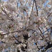 ヒメ日記 2025/04/06 15:07 投稿 進藤春乃 五十路マダム 博多店