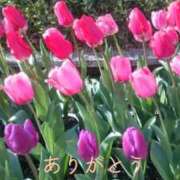 ヒメ日記 2025/04/08 02:27 投稿 進藤春乃 五十路マダム 博多店