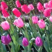 ヒメ日記 2026/03/08 13:57 投稿 進藤春乃 五十路マダム 博多店