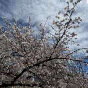 ヒメ日記 2026/04/03 12:11 投稿 まこ 人妻本舗愛のしずく名古屋店