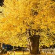 ヒメ日記 2025/11/19 06:02 投稿 りんか Evolution 2nd