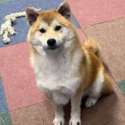 ヒメ日記 2025/04/29 20:07 投稿 ひびき ハピネス東京