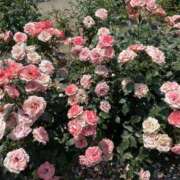 ヒメ日記 2025/12/28 13:05 投稿 なの 越谷発デリヘル 生イキッ娘！