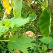 ヒメ日記 2025/08/11 06:01 投稿 しの 熟女家 東大阪店（布施・長田）