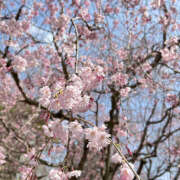 ヒメ日記 2025/04/03 14:52 投稿 ゆあ ハピネス福岡