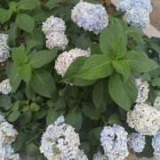 ヒメ日記 2025/06/24 13:06 投稿 りか グッドワイフ