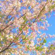 ヒメ日記 2025/04/12 08:41 投稿 りょうか 奥様はエンジェル　八王子店