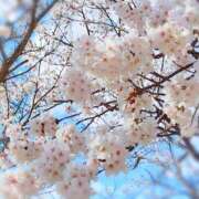 ヒメ日記 2026/04/10 10:07 投稿 山口しずか オトコのたしなみSPA