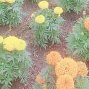 ヒメ日記 2025/05/30 19:47 投稿 一条あずさ 華女 第二章