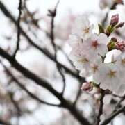 ヒメ日記 2026/04/04 19:57 投稿 ななは トリプルA