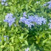 ヒメ日記 2025/08/05 23:42 投稿 ちぐさ 完熟ばなな千葉店