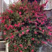 ヒメ日記 2026/02/01 22:52 投稿 ちぐさ 完熟ばなな千葉店