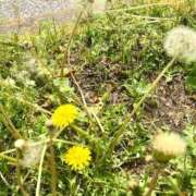 ヒメ日記 2026/04/15 12:54 投稿 ちぐさ 完熟ばなな千葉店