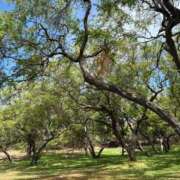 ヒメ日記 2025/11/03 16:14 投稿 りさ 若葉