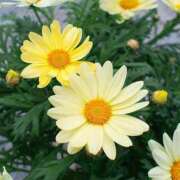 ヒメ日記 2025/05/30 09:46 投稿 かなえ 香川高松ちゃんこ