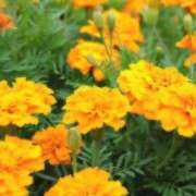 ヒメ日記 2025/07/24 11:59 投稿 かなえ 香川高松ちゃんこ