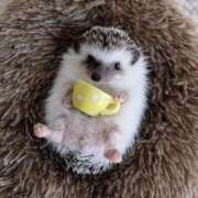 ヒメ日記 2024/12/31 13:48 投稿 川瀬 ありさ こあくまな熟女たち三河店（KOAKUMAグループ）