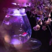 ヒメ日記 2025/02/17 23:19 投稿 ヒメ キャンディ(鹿児島)