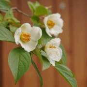 ヒメ日記 2025/03/11 19:42 投稿 ヒメ キャンディ(鹿児島)