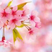 ヒメ日記 2025/04/12 00:18 投稿 ヒメ キャンディ(鹿児島)