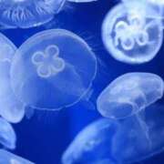 ヒメ日記 2025/08/06 23:39 投稿 ヒメ キャンディ(鹿児島)