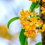 ヒメ 金木犀 キャンディ(鹿児島)