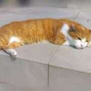 ヒメ日記 2024/12/24 16:07 投稿 みなと オトナのハンドメイド