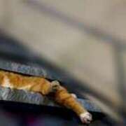 ヒメ日記 2025/10/22 09:35 投稿 みなと オトナのハンドメイド