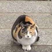 ヒメ日記 2026/03/19 11:36 投稿 みなと オトナのハンドメイド