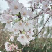 ヒメ日記 2026/03/31 12:16 投稿 かぐら 鹿児島ちゃんこ 天文館店