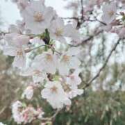 ヒメ日記 2026/03/31 12:31 投稿 かぐら 鹿児島ちゃんこ 天文館店