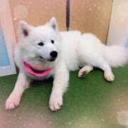 ヒメ日記 2025/09/04 13:35 投稿 ゆりな 池袋あられ