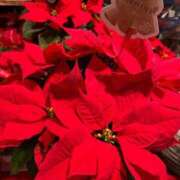 ヒメ日記 2024/12/18 19:02 投稿 くみ 熟女の風俗最終章 高崎店