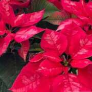 ヒメ日記 2024/12/22 12:08 投稿 くみ 熟女の風俗最終章 高崎店