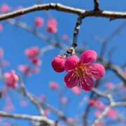 ヒメ日記 2025/03/19 18:18 投稿 くみ 熟女の風俗最終章 高崎店