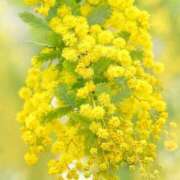 ヒメ日記 2025/03/27 12:28 投稿 くみ 熟女の風俗最終章 高崎店