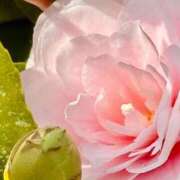 ヒメ日記 2025/03/28 14:04 投稿 くみ 熟女の風俗最終章 高崎店