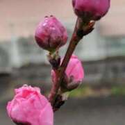 ヒメ日記 2025/04/01 09:08 投稿 くみ 熟女の風俗最終章 高崎店