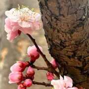 ヒメ日記 2025/04/02 09:18 投稿 くみ 熟女の風俗最終章 高崎店