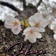 ヒメ日記 2025/04/02 19:28 投稿 くみ 熟女の風俗最終章 高崎店