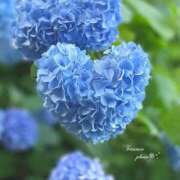 ヒメ日記 2025/07/15 09:16 投稿 くみ 熟女の風俗最終章 高崎店